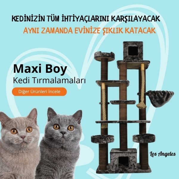 Maxi Boy Kedi Tırmalamaları