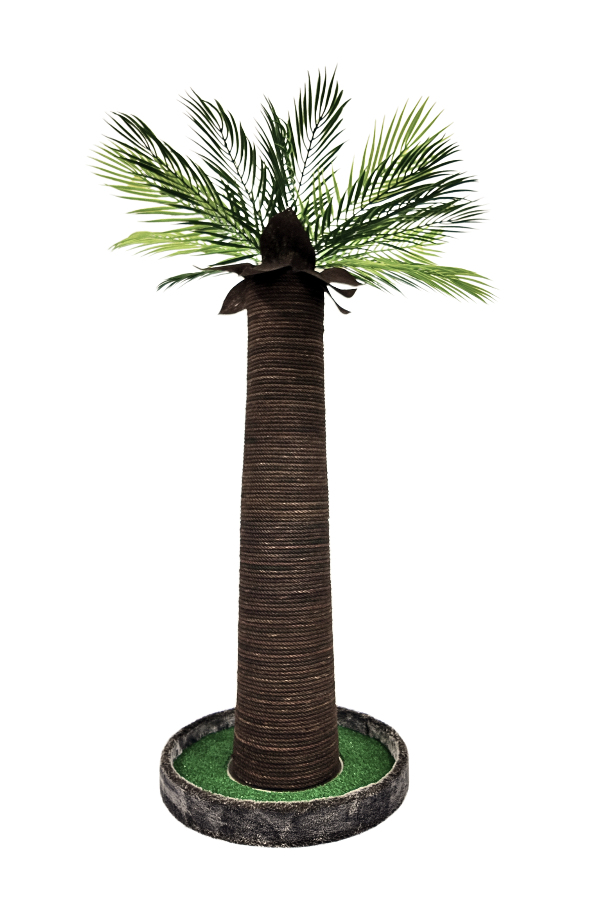 Palmiye Kedi Tırmalaması