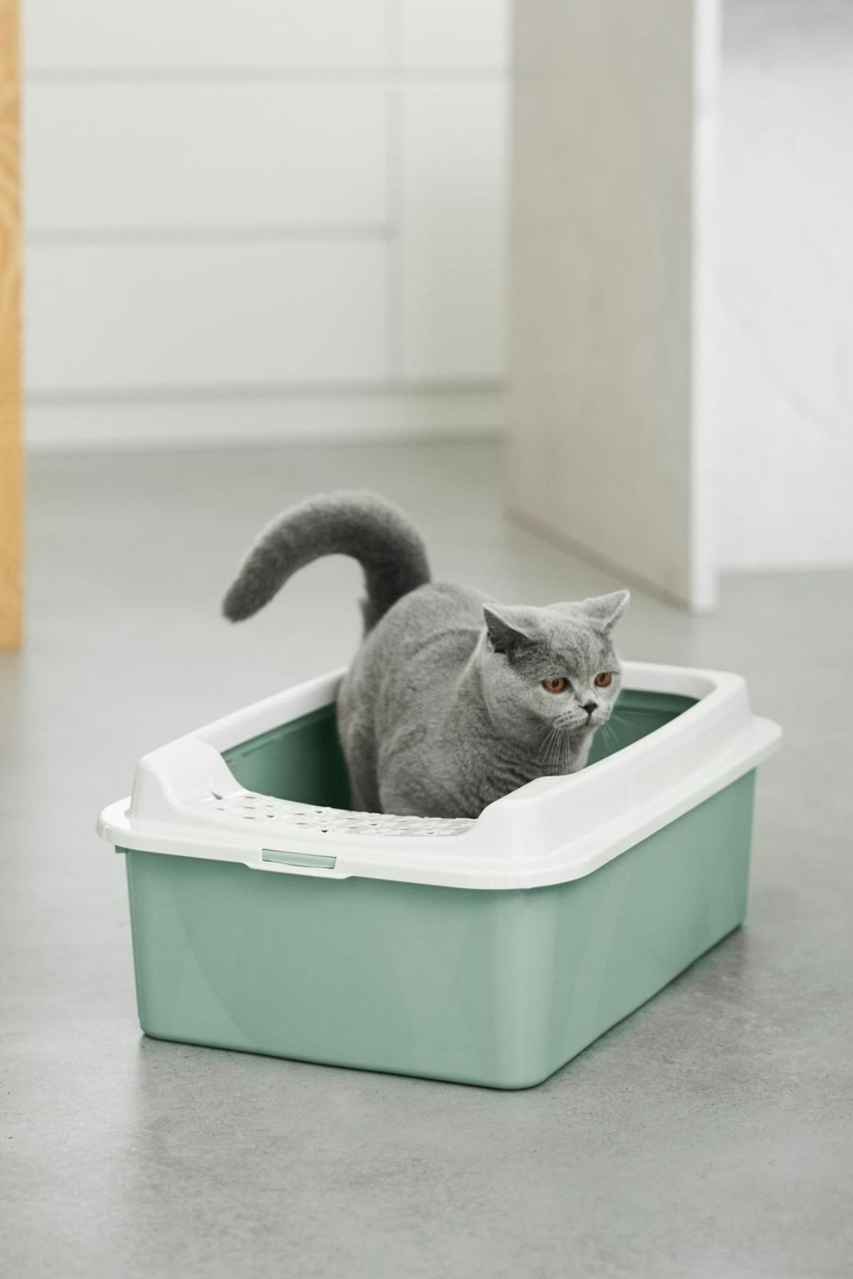 Eco Bonnie Orta Boy Kedi Tuvaleti - Çevre Dostu, Yüksek Kenarlı ve Kolay Temizlenebilir