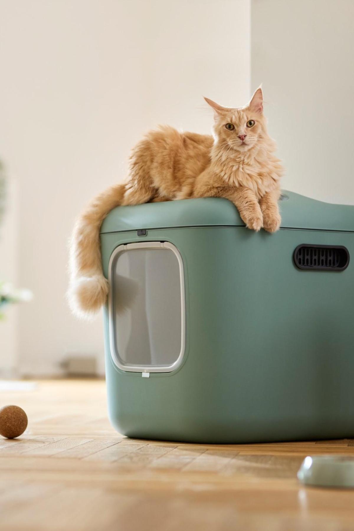 Biala XL Kedi Tuvaleti – Büyük Kediler ve Çok Kedili Evler İçin İdeal