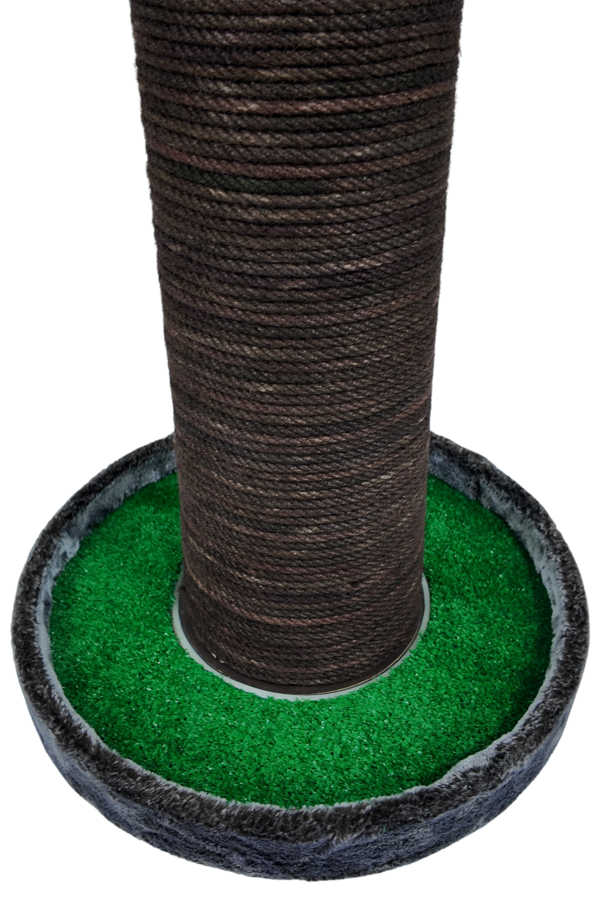 Palmiye Kedi Tırmalaması